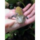 Blue Tongue Skinks - Merauke (Babies)