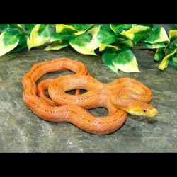 Everglades Rat Snake - ER001F