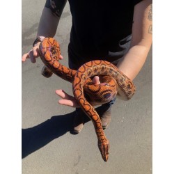 Brazilian Rainbow Boas (Sub Adult - Adult)