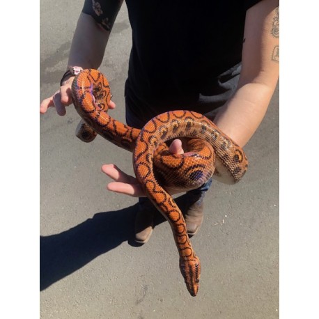 Brazilian Rainbow Boas (Sub Adult - Adult)