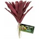 Fireball Bromeliad (Zoo Med)