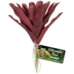 Fireball Bromeliad (Zoo Med)