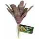 Chestnut Bromeliad (Zoo Med)