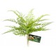 Lace Fern (Zoo Med)