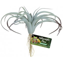 Tillandsia Air Plant (Zoo Med)