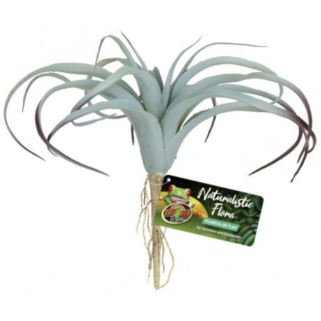 Tillandsia Air Plant (Zoo Med)