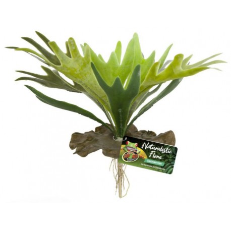 Staghorn Fern (Zoo Med)