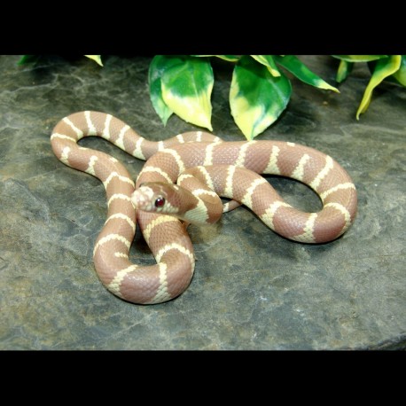 Lavender Albino California Kingsnake - LAK001F