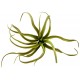 Air Plant - Tillandsia harrisii