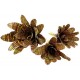 Bromeliad - Red Chestnut (Lugarti)