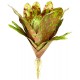 Bromeliad - Royal Pepper (Lugarti)