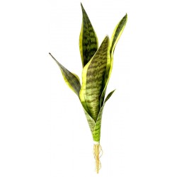 Snake Plant - Laurentii (Lugarti)