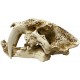 Skull - Saber-tooth (Lugarti)