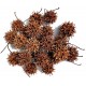 Biodegradables - Sweet Gum Seed Pods (Lugarti)