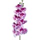 Naturalistic Moth Orchid (Lugarti)