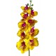 Naturalistic Moth Orchid (Lugarti)