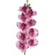 Naturalistic Moth Orchid (Lugarti)