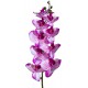 Naturalistic Moth Orchid (Lugarti)