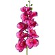 Naturalistic Moth Orchid (Lugarti)