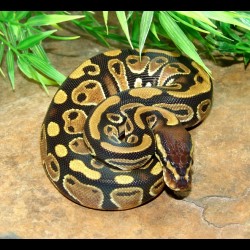 Ball Python