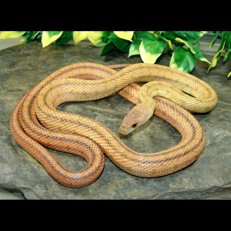 The metallic and blazing orange scales of Fea, the Baird's rat snake :  snakes