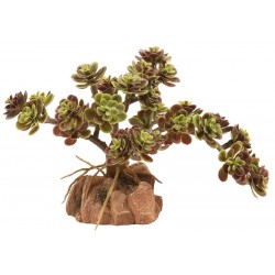 Desert Flora - Red Leaf Stonecrop (Zoo Med)