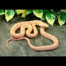 Black Rat Snake (Albino) - ABR001F