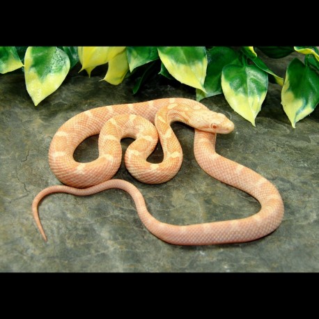 Black Rat Snake (Albino) - ABR001F