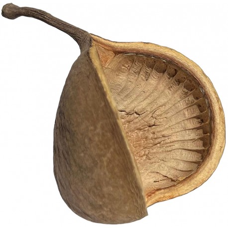 Buddha Nut Pod (Lugarti)