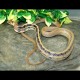 Radiated Rat Snake - RR001F