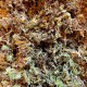 Premium Sphagnum Moss (Lugarti)