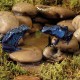 Frog Pond - SM (Exo Terra)