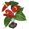Standing Plant - Anthurium Bush (Komodo)