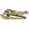 Alligator Skull Hideout (Komodo)