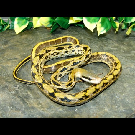 Taiwan Beauty Rat Snake - TBR001F