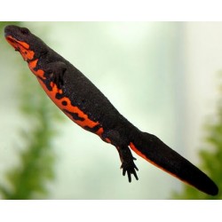 Chinese Fire Belly Newts