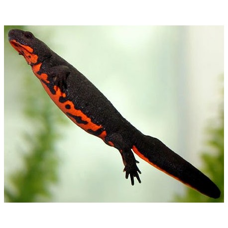 Chinese Fire Belly Newts