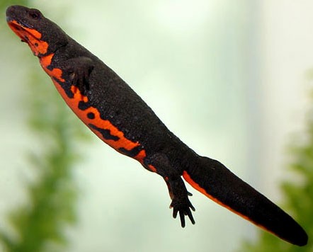 Chinese Fire Belly Newts (Cynops orientalis)