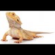 Bearded Dragons - Orange