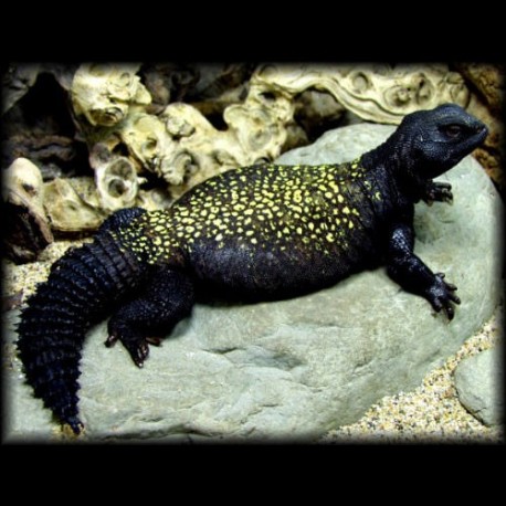 Mali Uromastyx