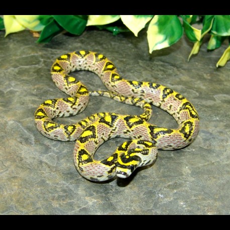 Mandarin Rat Snakes