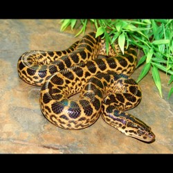 Yellow Anacondas (Babies)