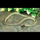 Desert Kingsnake - DK001F