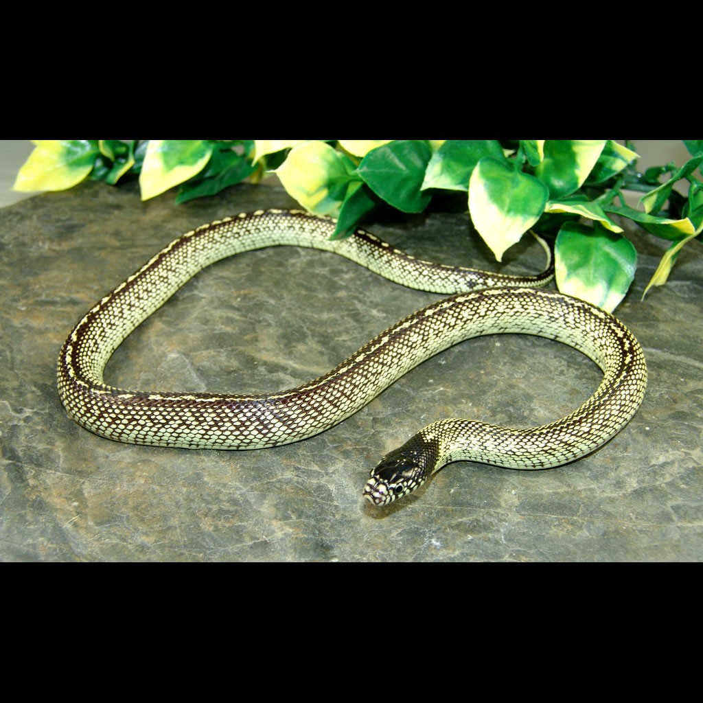 Desert Kingsnakes (Lampropeltis getula splendida)