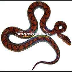 Brazilian Rainbow Boas (Babies)