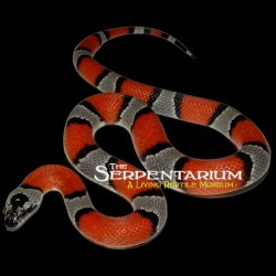 Gray-banded Kingsnakes - Blair's (Babies)