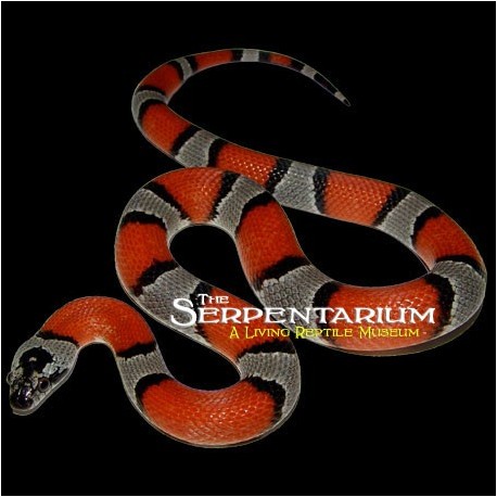 Gray-banded Kingsnakes - Blair's (Babies)