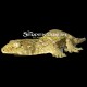 New Caledonian Giant Geckos "Leachies"