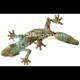 Mossy Leaf-tailed Gecko
