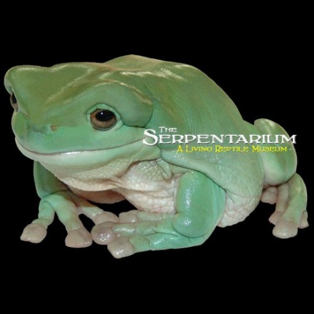 White's Tree Frog